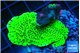 Montipora green 3-4 cm WYSIWYG acclimaté
