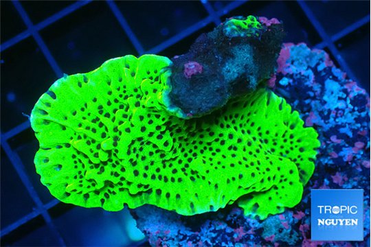 Montipora green 3-4 cm WYSIWYG acclimaté