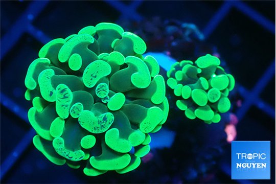 Euphyllia paraancora golden green 3-6 cm WYSIWYG acclimaté