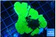 Montipora green cap 4-6 cm WYSIWYG acclimaté