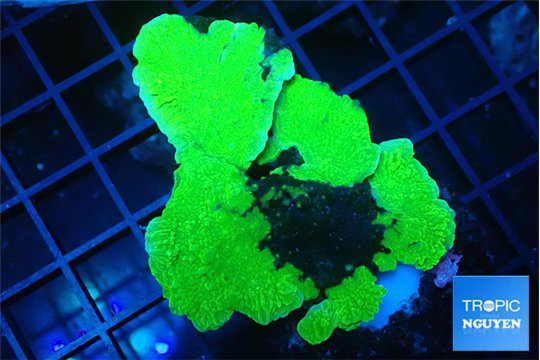 Montipora green cap 4-6 cm WYSIWYG acclimaté