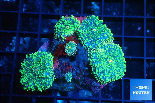 Ricordea yuma golden green 7-12 cm WYSIWYG acclimaté