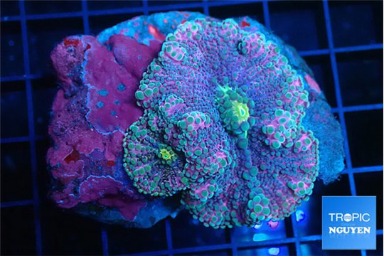 Ricordea yuma pink purple premium 2 polyps WYSIWYG acclimaté