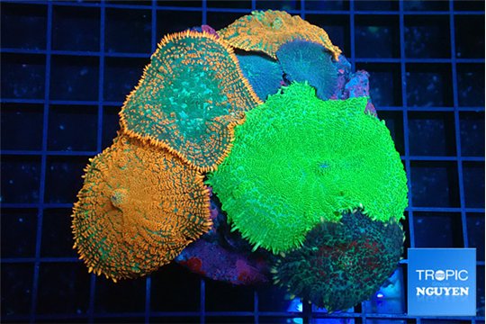 Rhodactis garden mixed color 7-12 cm WYSIWYG acclimaté