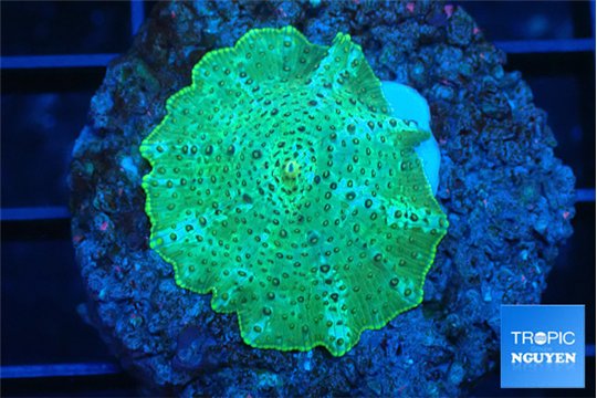 Discosoma green blue 1 polyp WYSIWYG acclimaté