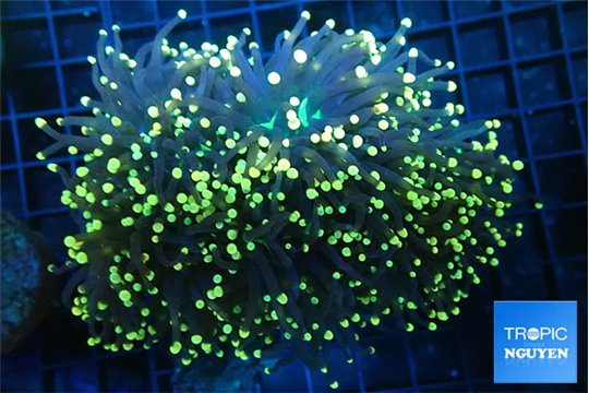 Euphyllia glabrescens joker torch 7-14 cm WYSIWYG acclimaté