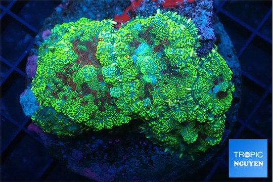 Rhodactis tricolor 3 polyps WYSIWYG acclimaté