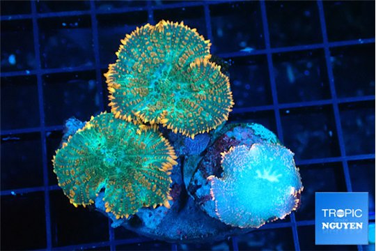 Rhodactis red blue superman 2-3 polyps WYSIWYG acclimaté