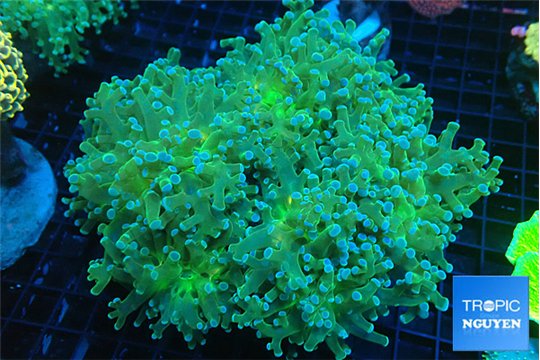 Euphyllia paradivisa sunset 8-12 cm WYSIWYG acclimaté