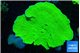 Montipora green cap + Sarcophyton baby 8-10 cm WYSIWYG acclimaté