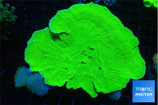 Montipora green cap + Sarcophyton baby 8-10 cm WYSIWYG acclimaté