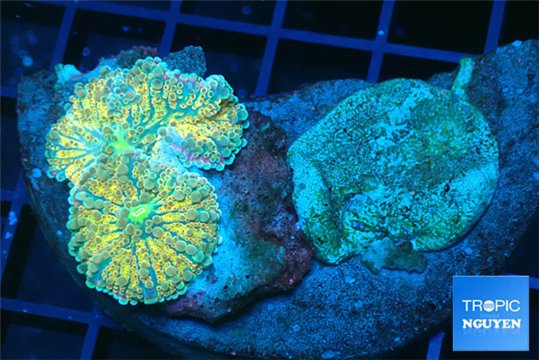 Ricordea yuma golden sunset 2 polyps WYSIWYG acclimaté