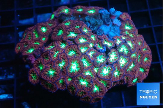 Blastomussa merletti red green 7-10 cm WYSIWYG acclimaté