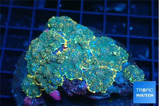 Rhodactis fire forest premium 8-12 cm WYSIWYG acclimaté