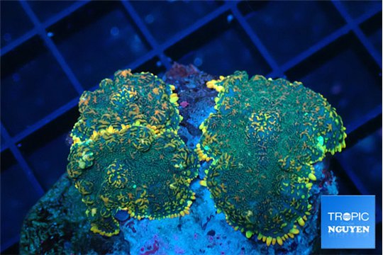 Rhodactis fire forest premium 3-4 polyps WYSIWYG acclimaté