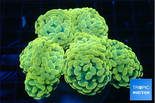 Euphyllia paraancora orange 7-14 cm WYSIWYG acclimaté