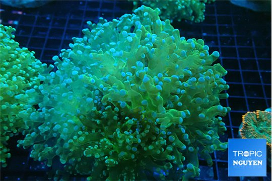 Euphyllia paradivisa sunset 8-12 cm WYSIWYG acclimaté