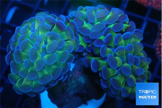 Euphyllia paraancora green purple 8-12 cm WYSIWYG acclimaté