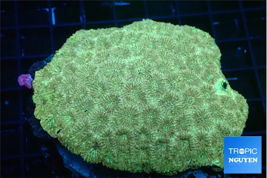 Favia golden 9-14 cm WYSIWYG acclimaté