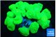 Caulastrea neon green 8-10 cm WYSIWYG acclimaté