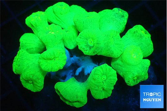 Caulastrea neon green 8-10 cm WYSIWYG acclimaté