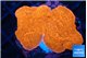 Montipora red cap 3-4 cm WYSIWYG acclimaté