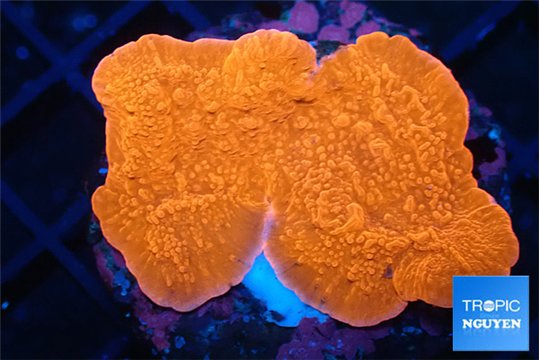 Montipora red cap 3-4 cm WYSIWYG acclimaté