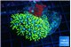 Pachyclavularia neon green 3-4 cm WYSIWYG acclimaté