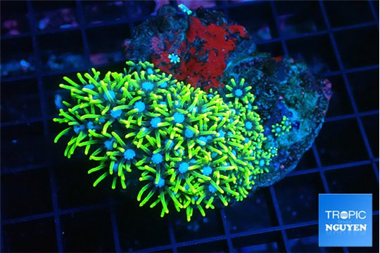 Pachyclavularia neon green 3-4 cm WYSIWYG acclimaté