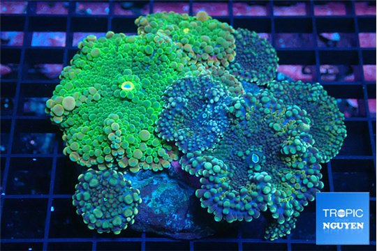 Ricordea yuma green & purple green 7-10 cm WYSIWYG acclimaté