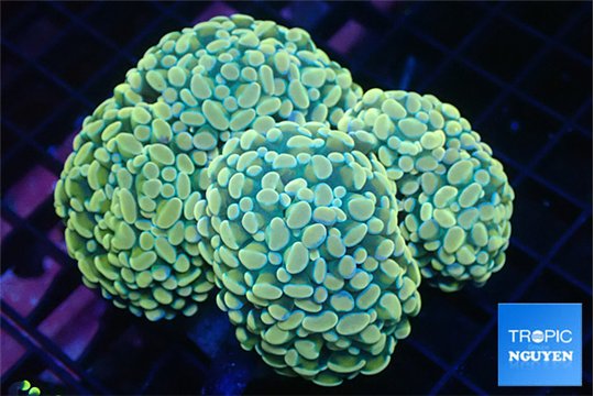 Euphyllia paraancora orange 7-14 cm WYSIWYG acclimaté