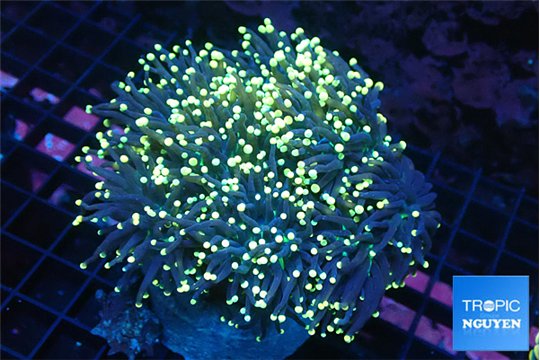 Euphyllia glabrescens joker torch 7-12 cm WYSIWYG acclimaté