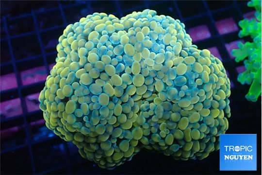 Euphyllia paraancora orange 7-14 cm WYSIWYG acclimaté