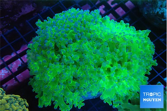 Euphyllia paradivisa green purple 8-12 cm WYSIWYG acclimaté
