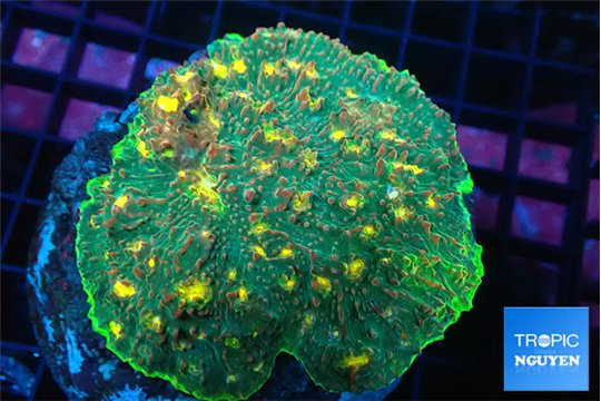 Echinophyllia rainbow premium 7-11 cm WYSIWYG acclimaté