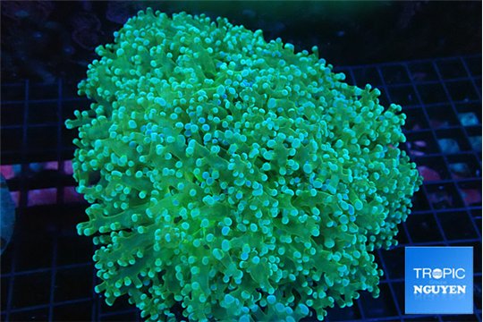 Euphyllia paradivisa green purple 8-12 cm WYSIWYG acclimaté