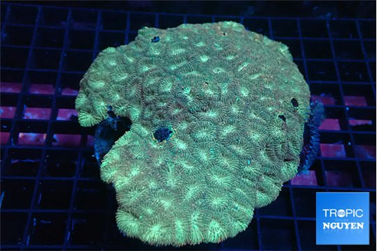 Favia golden 9-14 cm WYSIWYG acclimaté