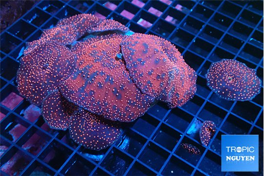 Discosoma red galaxy 8-12 cm WYSIWYG acclimaté