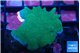 Montipora digitata green 3-4 cm WYSIWYG acclimaté