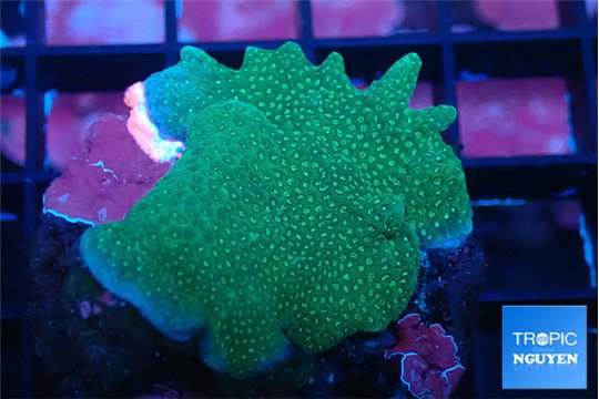 Montipora digitata green 3-4 cm WYSIWYG acclimaté