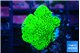 Montipora green 3-4 cm WYSIWYG acclimaté