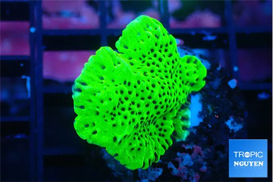 Montipora green 3-4 cm WYSIWYG acclimaté