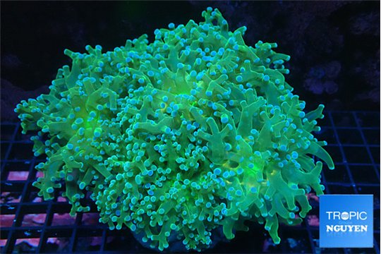 Euphyllia paradivisa sunset 8-12 cm WYSIWYG acclimaté