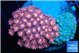 Goniopora garden red & purple 4-7 cm WYSIWYG acclimaté