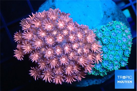 Goniopora garden red & purple 4-7 cm WYSIWYG acclimaté