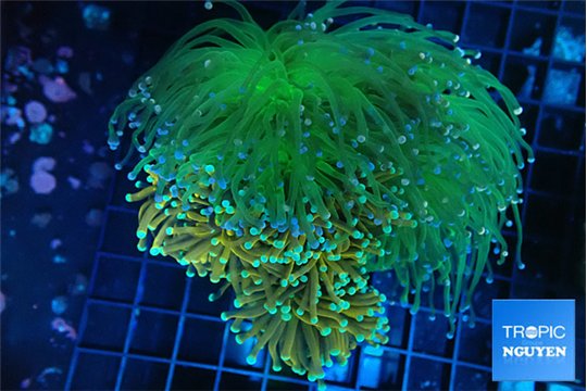 Euphyllia glabrescens garden holly grail & green & pink tip torch 7-14 cm WYSIWYG acclimaté