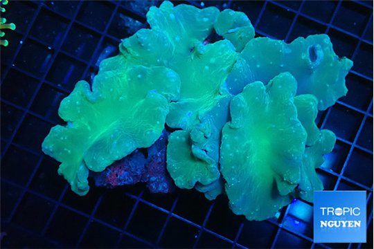 Sinularia dura green 8-12 cm WYSIWYG acclimaté