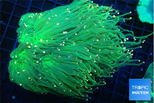 Euphyllia glabrescens green & pink tip torch 7-14 cm WYSIWYG acclimaté