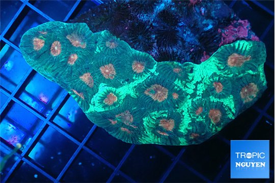 Favia green & orange eyes 5-8 cm WYSIWYG acclimaté