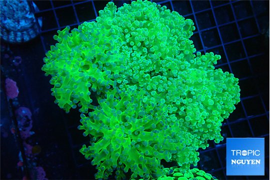 Euphyllia paradivisa green purple 8-12 cm WYSIWYG acclimaté